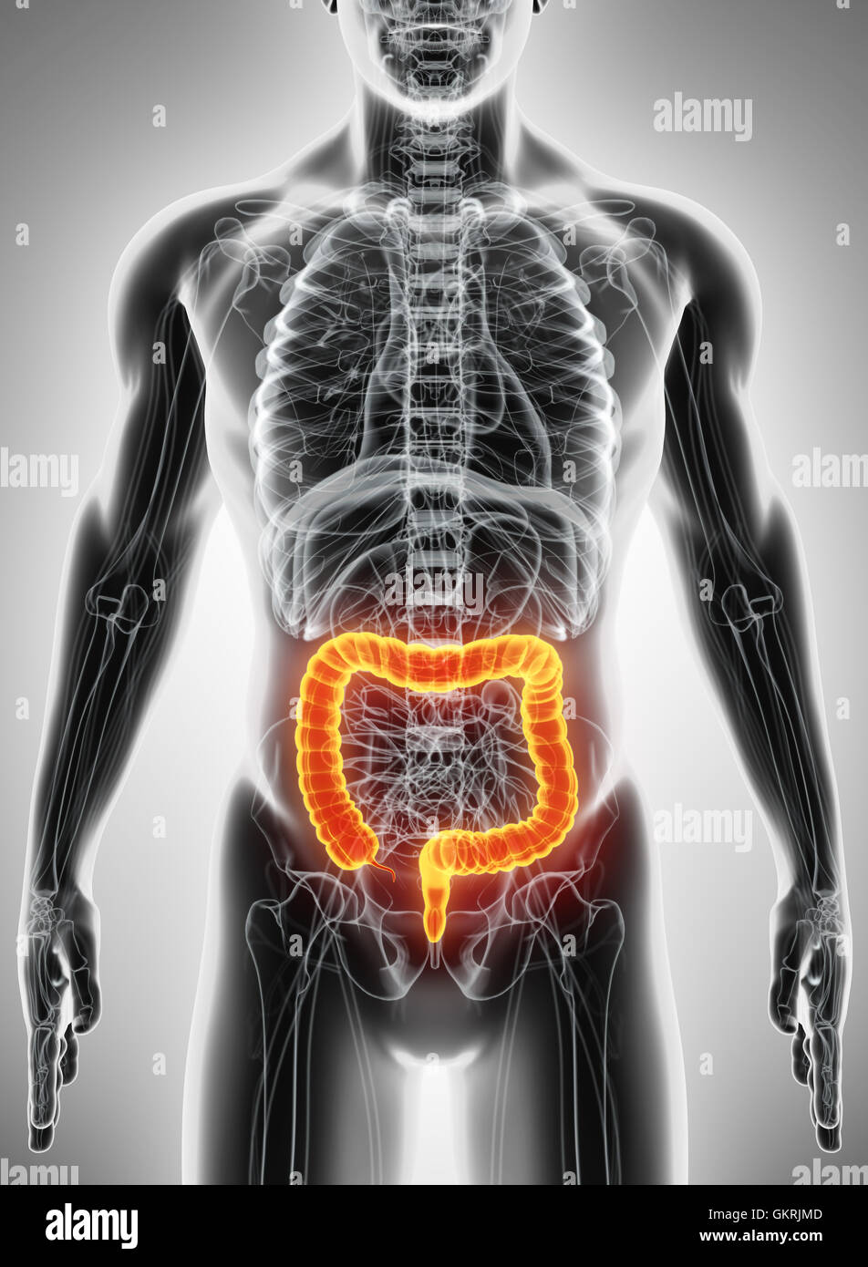 3D illustration de gros intestin, une partie du système digestif. Banque D'Images