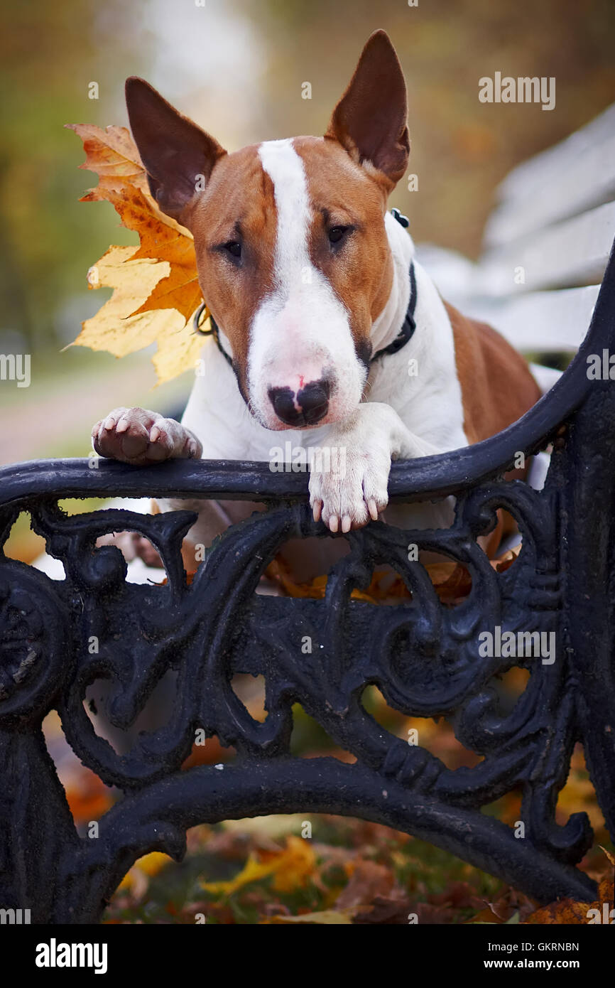 Portrait of a red bull terrier sur un banc Banque D'Images