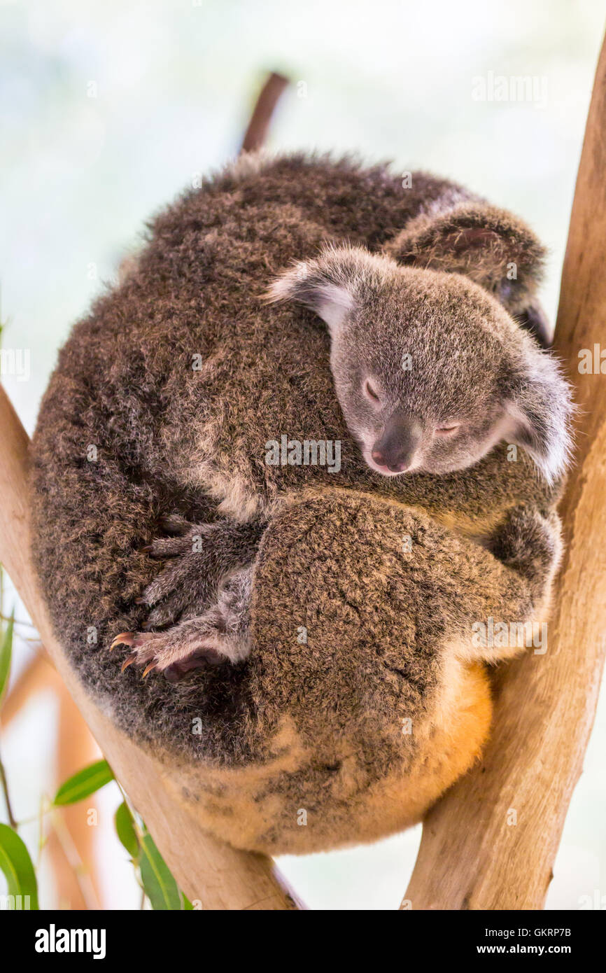 Baby Koala Bear Banque D Image Et Photos Alamy