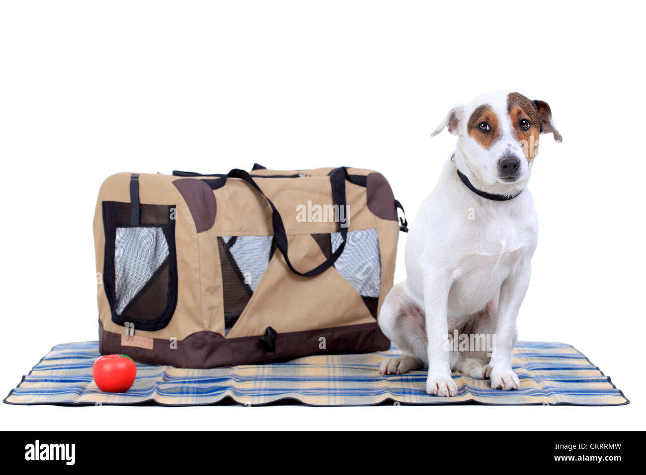 Jack Russel terrier avec un sac de transport Photo Stock - Alamy