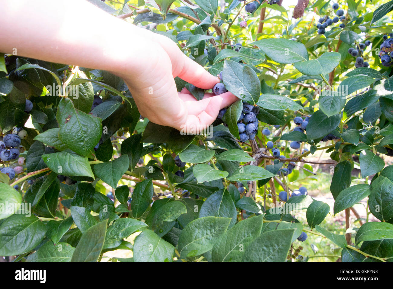 Cueillette de petits fruits Banque D'Images