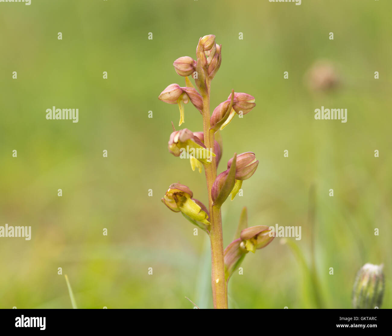 Frog orchid Coeloglossom viride Banque D'Images