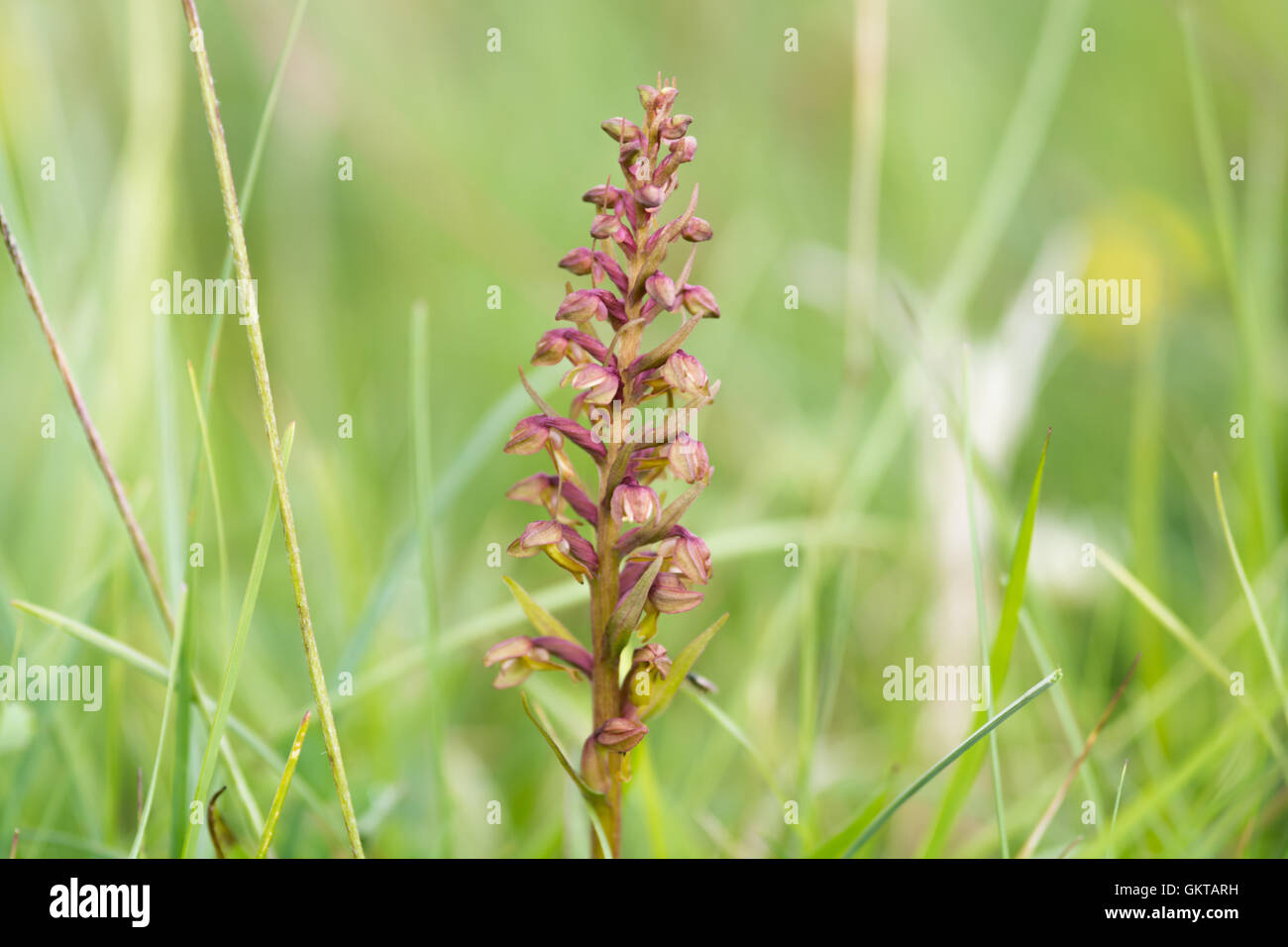 Frog orchid Coeloglossom viride Banque D'Images