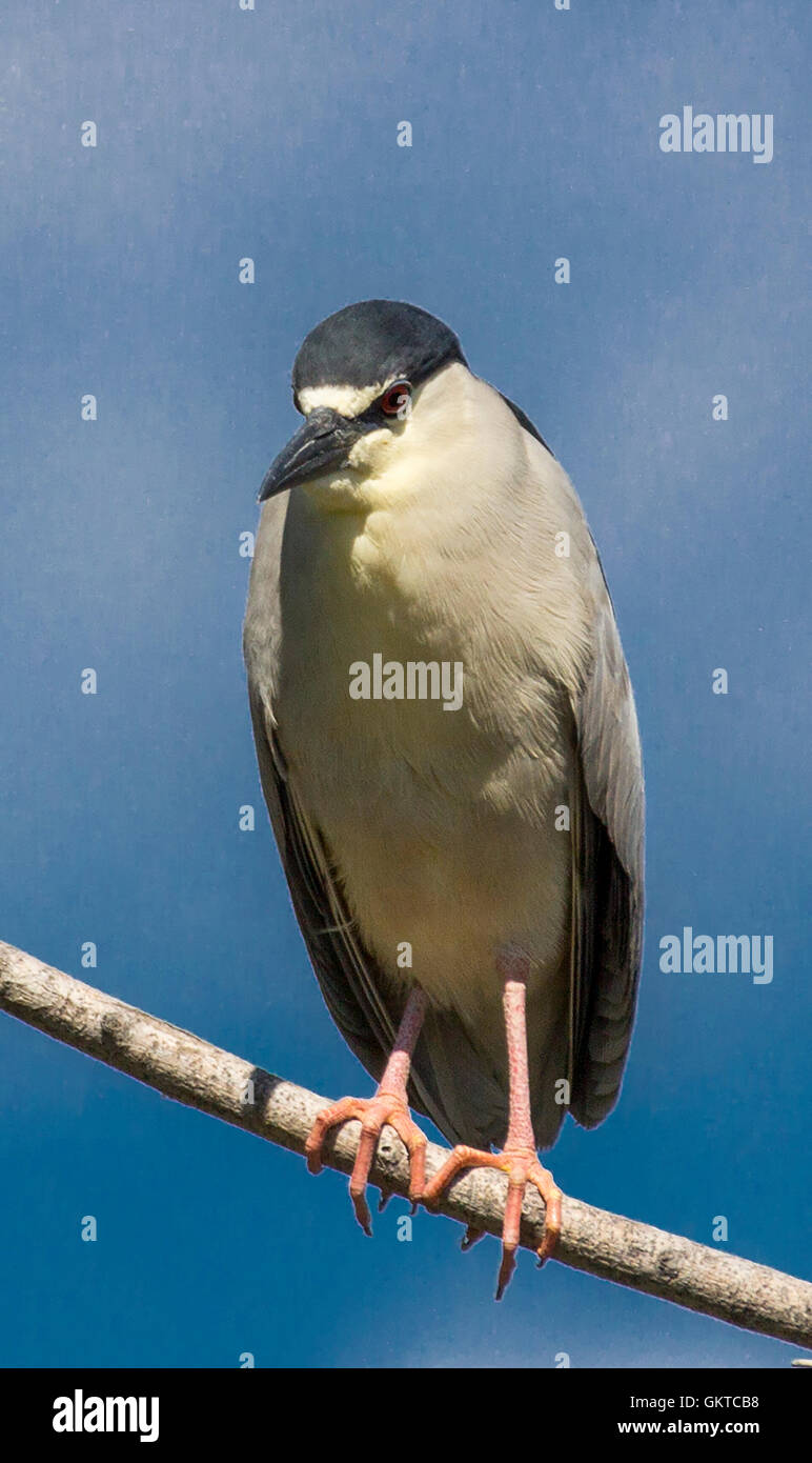 Bihoreau gris noir Denver Park Banque D'Images