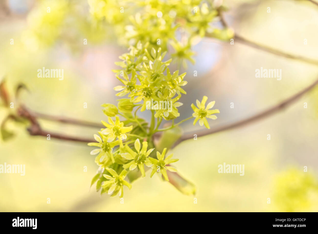 Belle Lumière jaune printemps branches fleuries à sunny day Banque D'Images