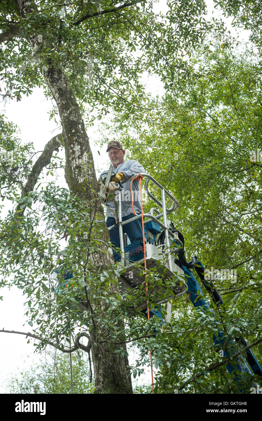 L'enlèvement des arbres service à l'aide d'un camion benne pour retirer les arbres dans le centre-nord de la Floride. Banque D'Images