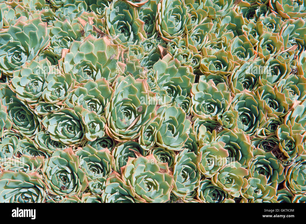 Echeveria elegans est une vivace à feuilles persistantes succulentes avec des rosettes de couleur vert-bleu feuilles charnues Banque D'Images