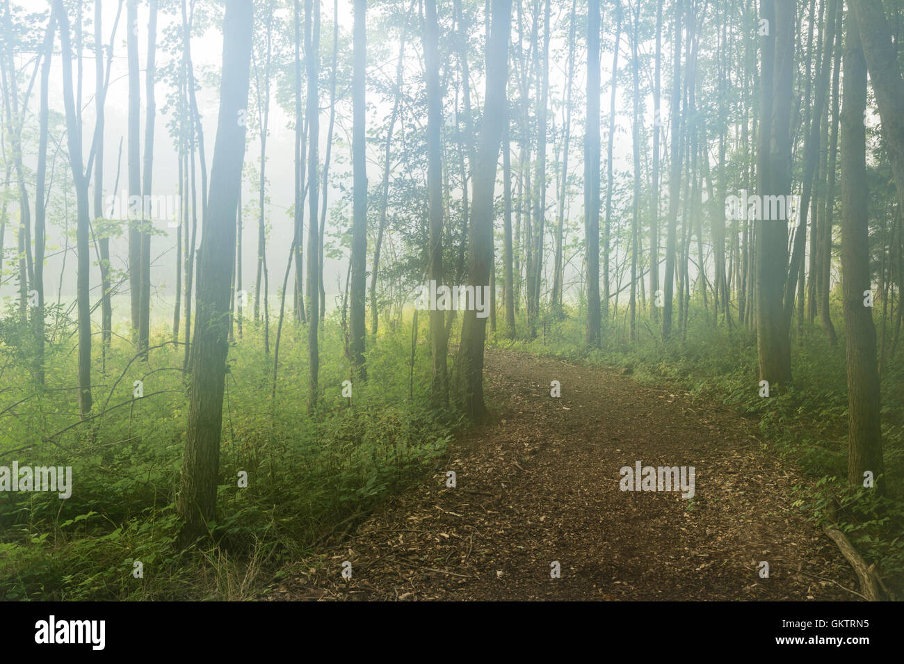 Brouillard étrange forêt brumeuse Woods Banque D'Images