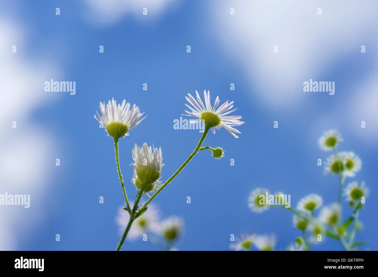 Aster buissonnant, de minuscules fleurs blanches Banque D'Images
