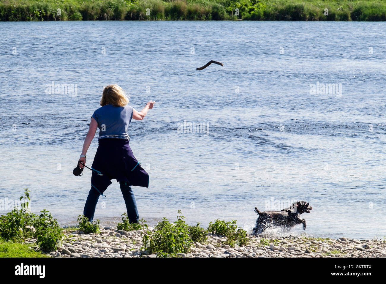 Une femme se tenait sur la berge d'un bâton pour jeter un chien qui court dans la rivière Tweed. Le Berwickshire Scottish Borders Ecosse Royaume-Uni Grande-Bretagne Banque D'Images