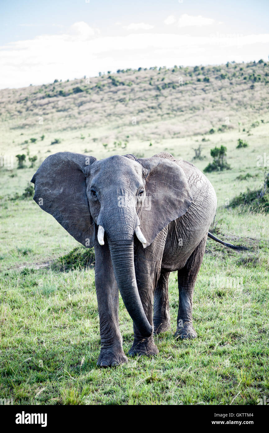 L'éléphant d'Afrique prises dans Massai Mara, Kenya. Banque D'Images