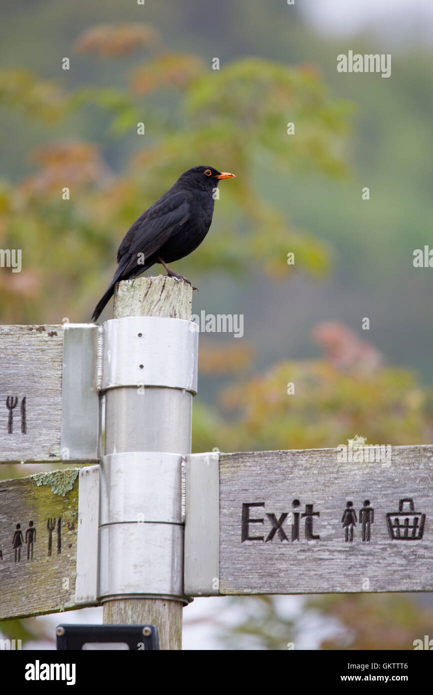 Turdus merula Blackbird ; seul le poteau de signalisation ; Cornwall UK Banque D'Images