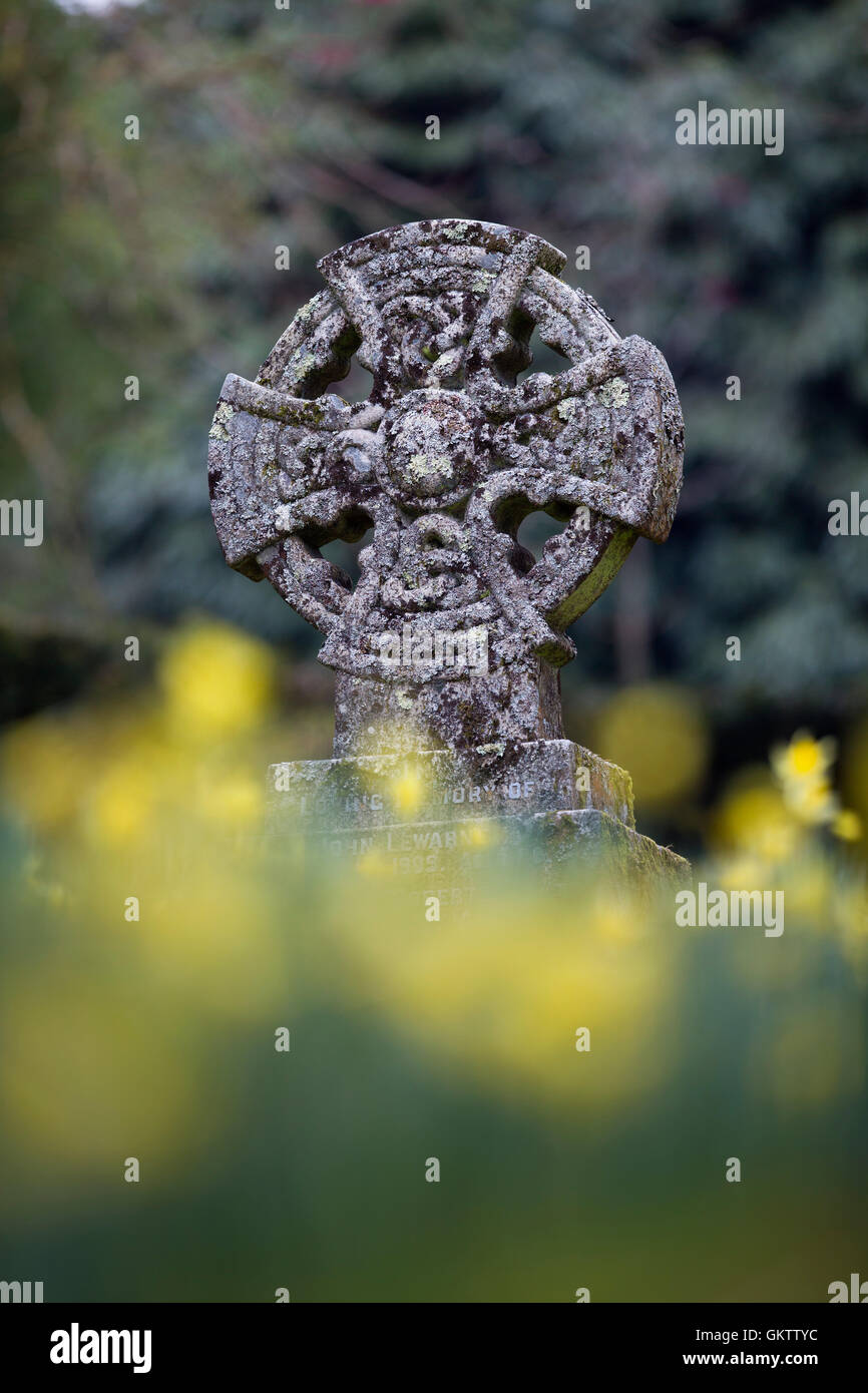Croix celtique et les jonquilles, Cornwall, UK Banque D'Images
