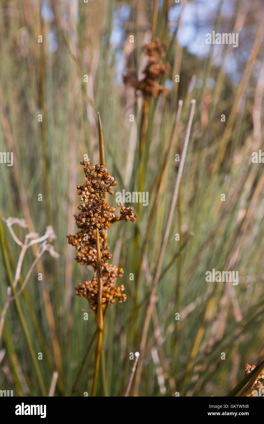 Rush Juncus acutus épineux ; fleurs ; Cornwall UK Banque D'Images