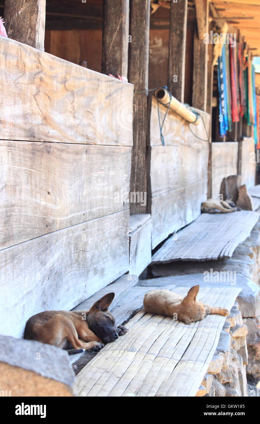 Les chiens en Skinny Bena village traditionnel Flores Indonésie Banque D'Images
