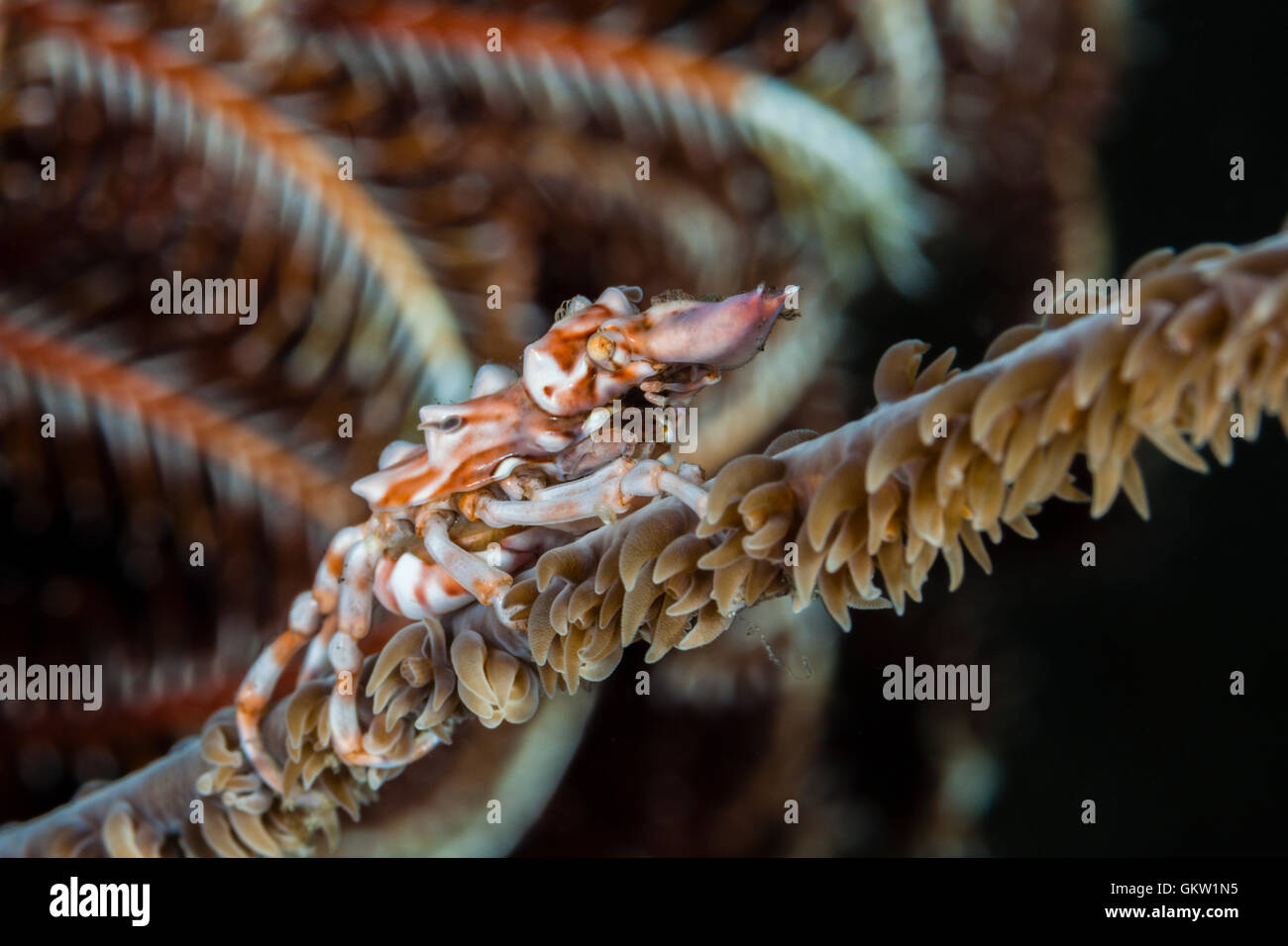 Araignée de mer de Corail fil, Xenocarcinus tuberculatus, Bali, Indonésie Banque D'Images