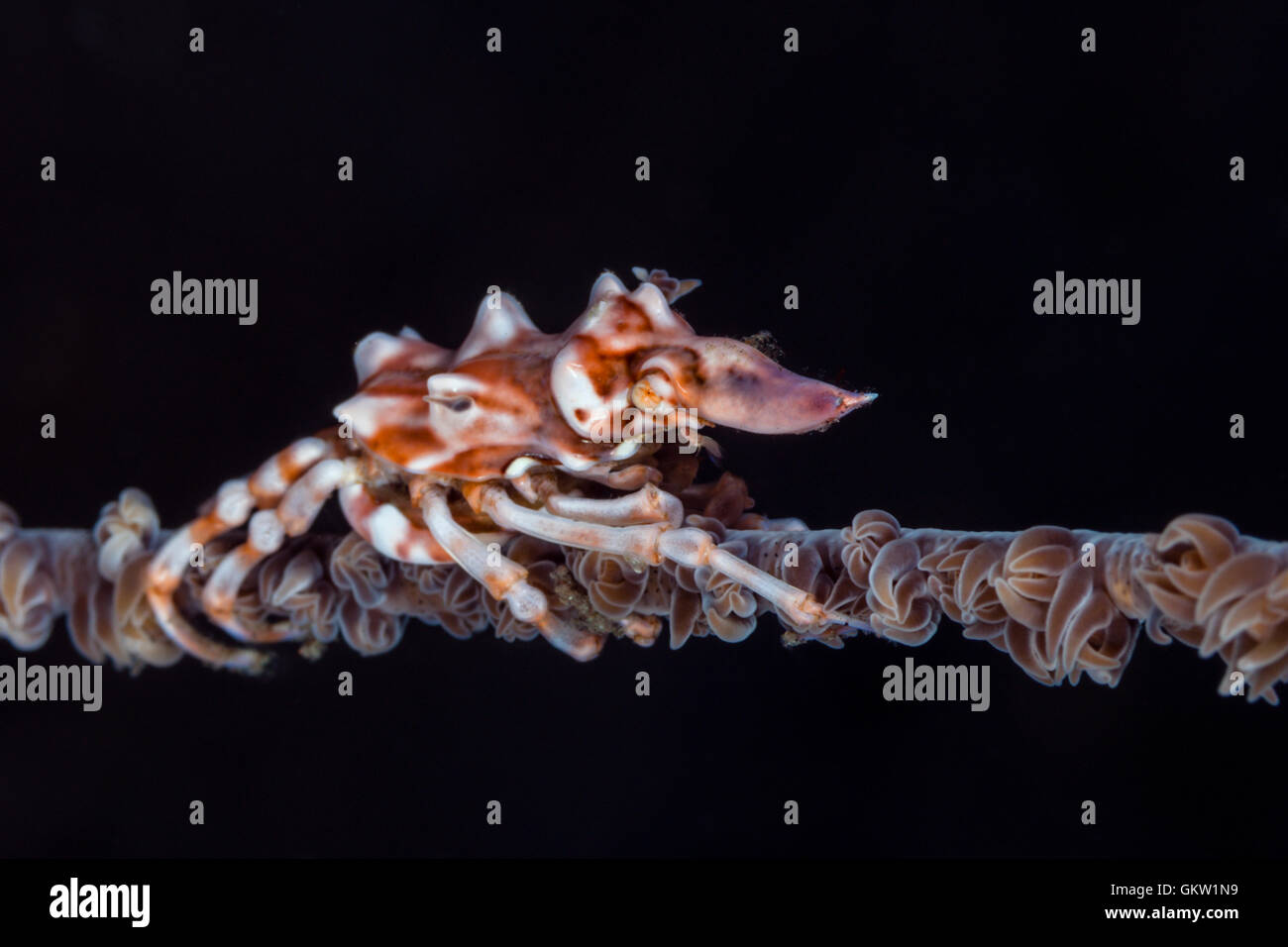 Araignée de mer de Corail fil, Xenocarcinus tuberculatus, Bali, Indonésie Banque D'Images