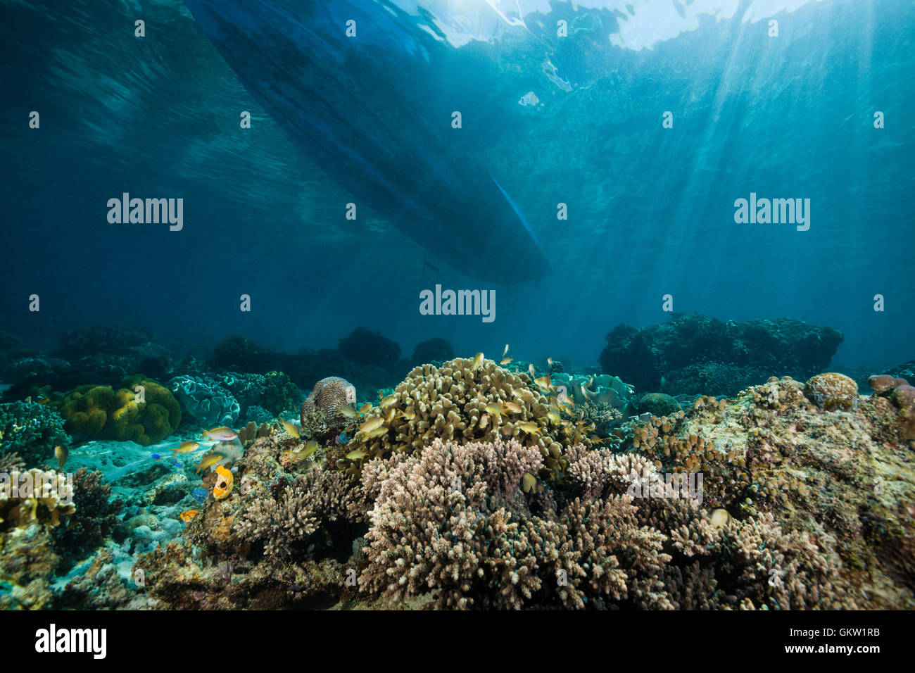 Bateau de plongée sur les récifs coralliens, à Ambon, Moluques, Indonésie Banque D'Images