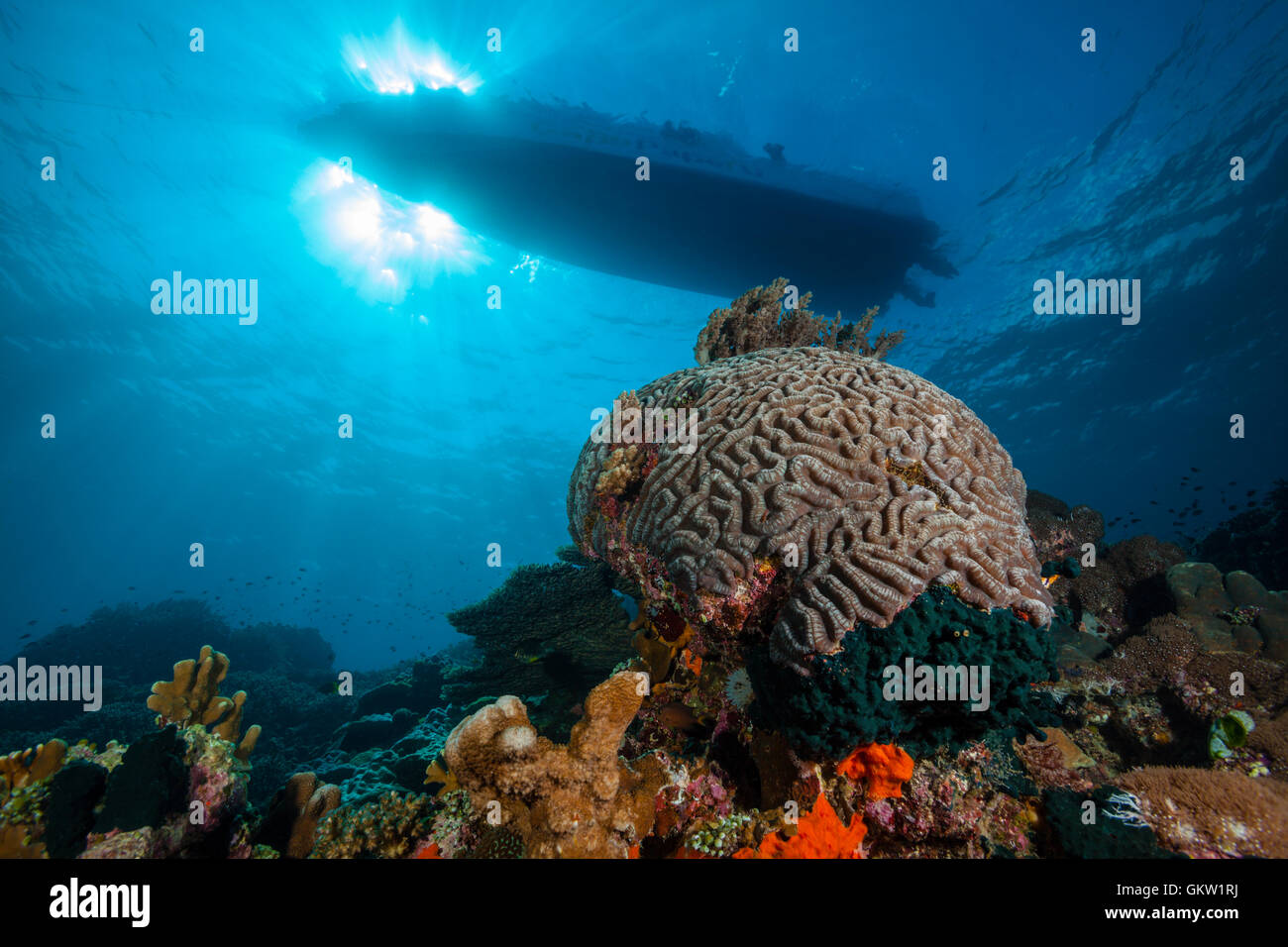 Bateau de plongée sur les récifs coralliens, à Ambon, Moluques, Indonésie Banque D'Images