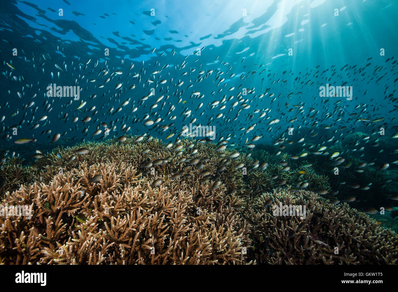 Les récifs coralliens de Ternate, Chromis Chromis ternatensis, Ambon, Moluques, Indonésie Banque D'Images