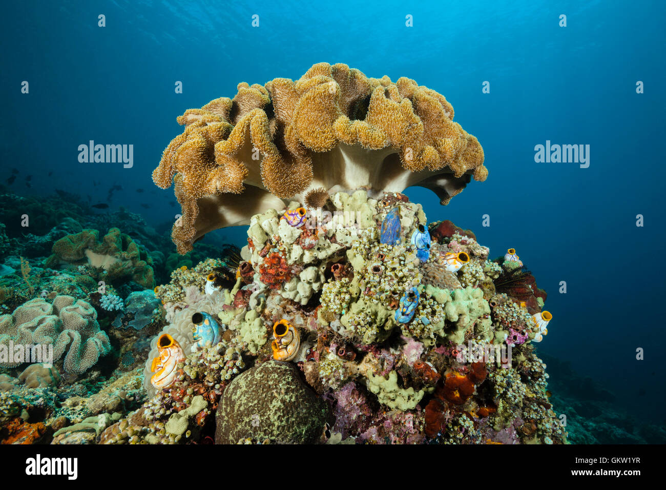 Cuir de champignons dans les récifs de coraux, Sarcophyton sp., Ambon, Moluques, Indonésie Banque D'Images