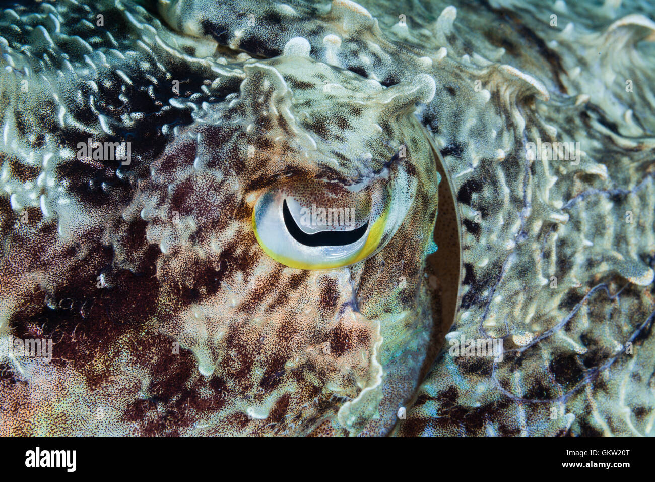 Oeil de la seiche, Sepia sp., Ambon, Moluques, Indonésie Banque D'Images