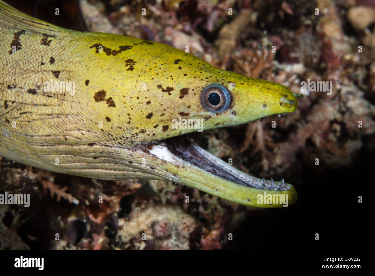 Liséré de Moray, Gymnothorax fimbriatus, Ambon, Moluques, Indonésie Banque D'Images