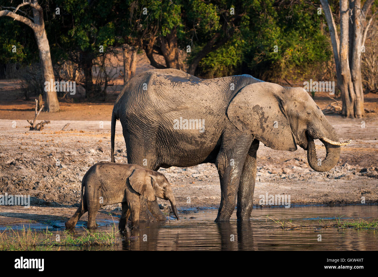 Un éléphant et son cub de l'eau potable dans la rivière Chobe, Parc National de Chobe, au Botswana, l'Afrique Banque D'Images Un éléphant et son cub de l'eau potable dans la rivière Chobe, Parc National de Chobe, au Botswana, l'Afrique Banque D'Images