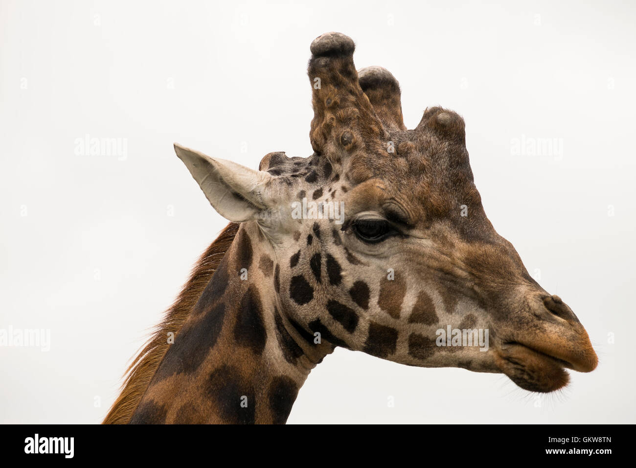 Tête de girafe en gros plan dans nombre 3587 Banque D'Images