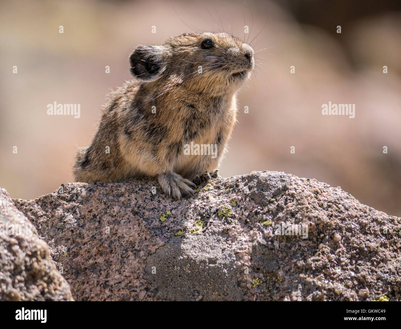 Pika américain (Ochotona princeps), montagnes Rocheuses, au Colorado. Banque D'Images