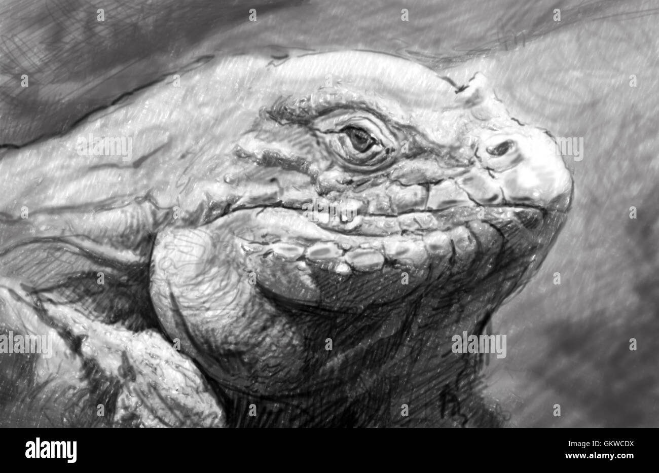 L'art de l'iguane, style de tatouage. Magnifique illustration de crayon gris Banque D'Images