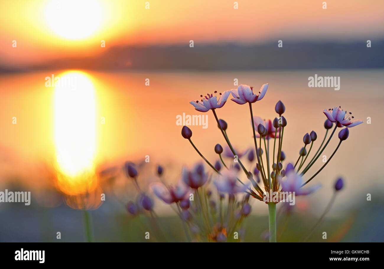 Le butome à ombelle (Butomus umbellatus) au coucher du soleil Banque D'Images