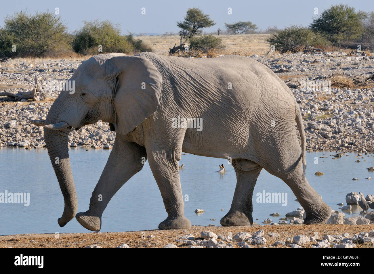 2 marche de l'éléphant Banque D'Images