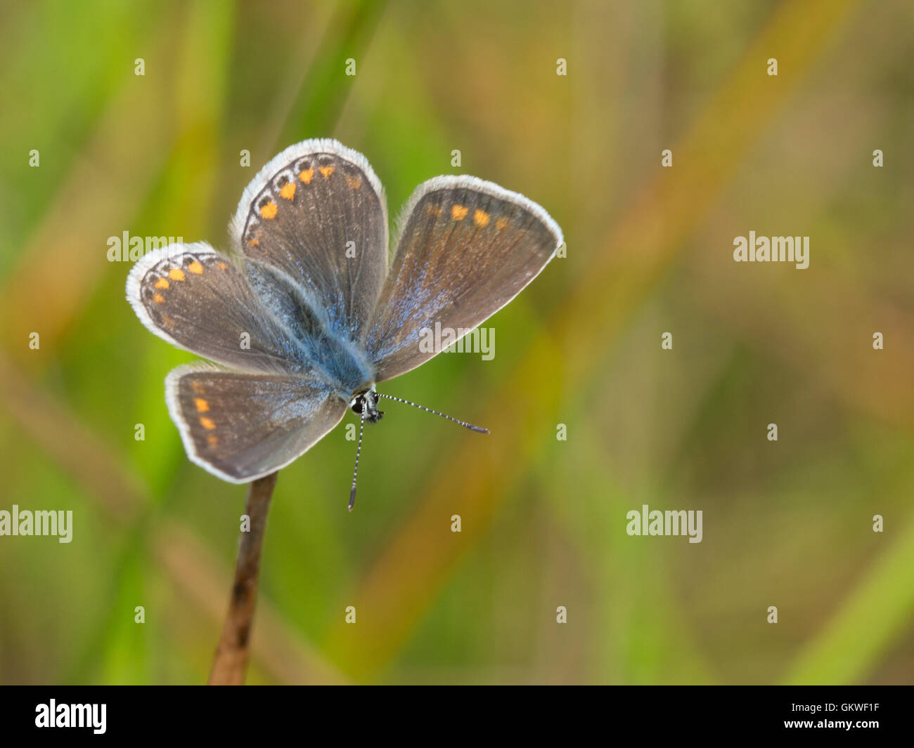 Femme papillon bleu (Polyommatus icarus) Banque D'Images