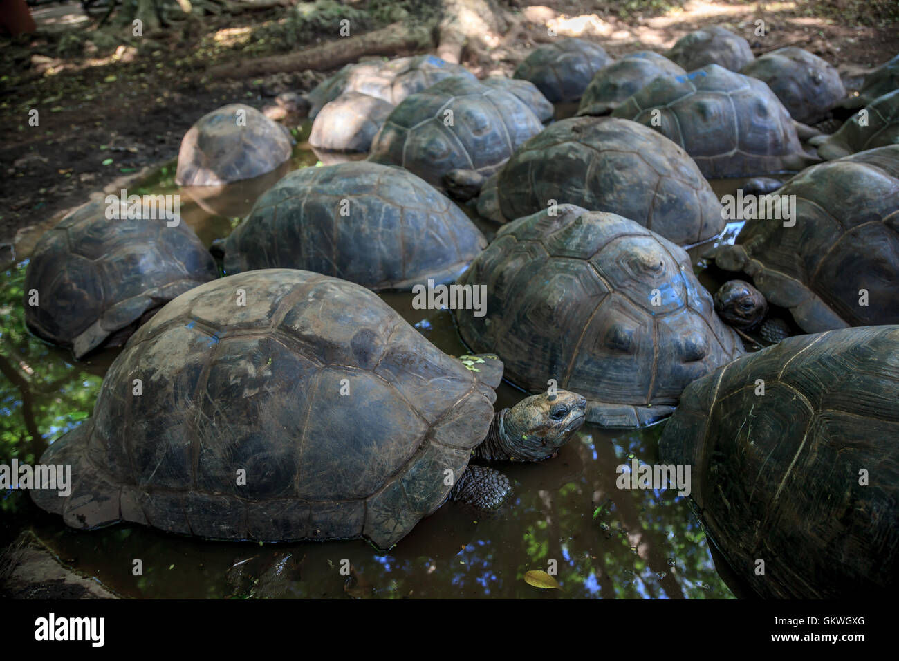 Un groupe de tortues sur l'île de Changuu, Zanzibar Banque D'Images