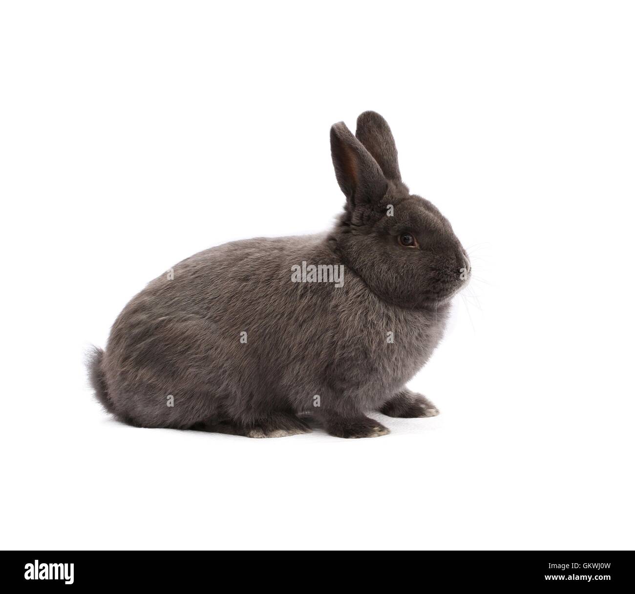 Les goélands à Vienne de race lapin bleu sur fond blanc Banque D'Images