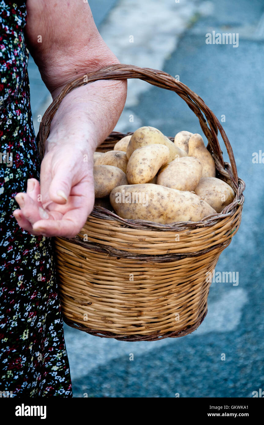 Mains tenant un panier contenant des pommes de terre Banque D'Images