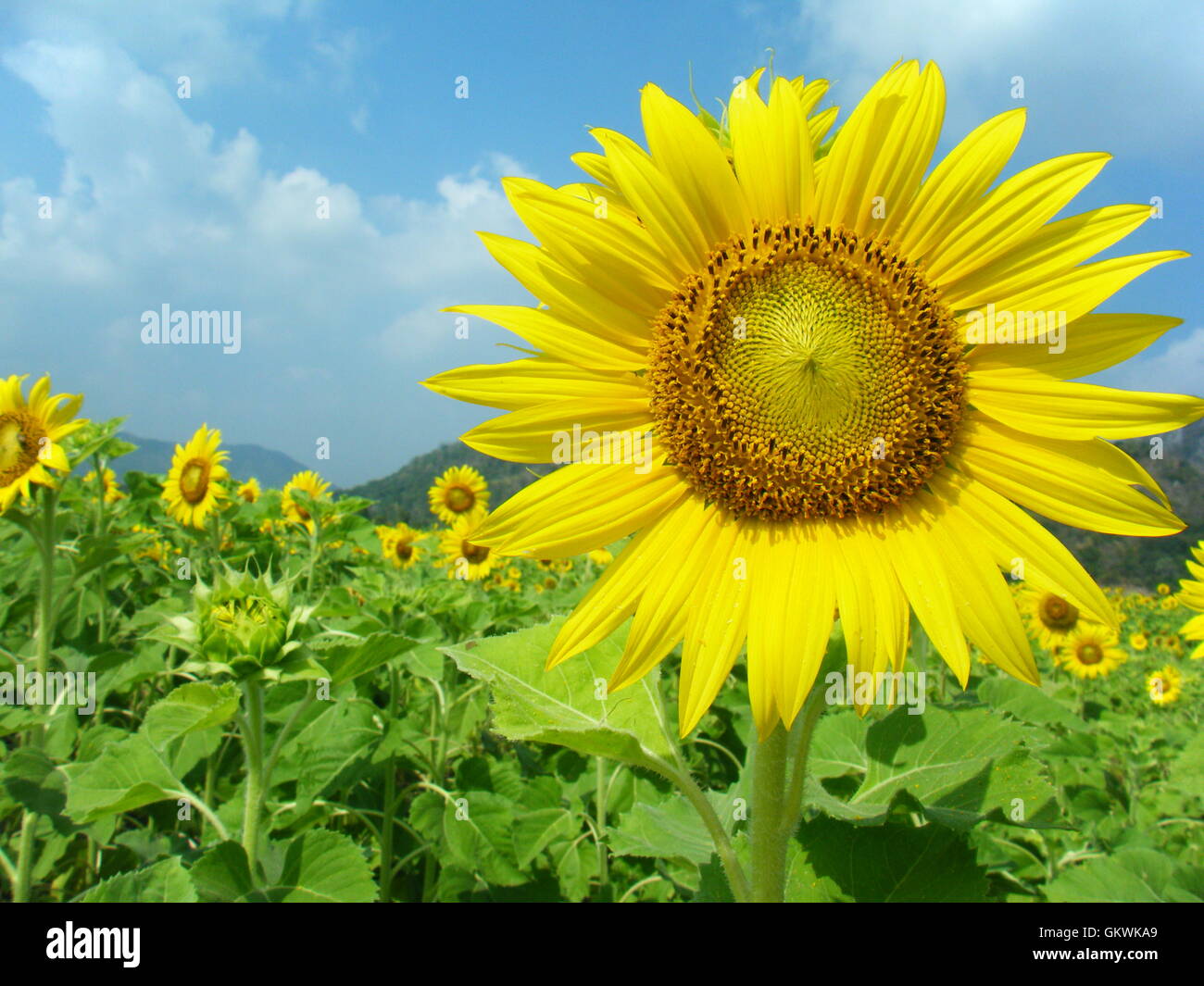 Fleur de soleil brillant dans le domaine. Banque D'Images