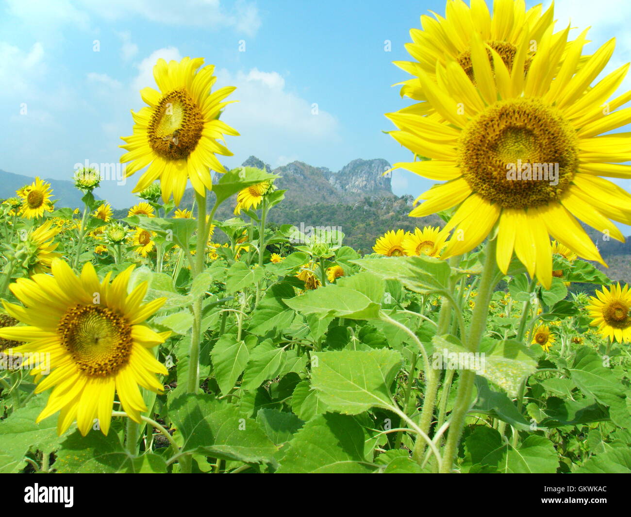 Fleur de soleil brillant dans le domaine. Banque D'Images