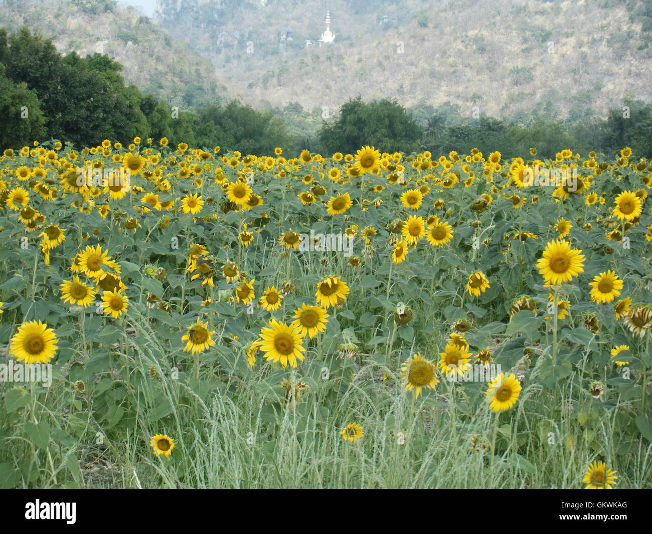 Fleur de soleil brillant dans le domaine. Banque D'Images