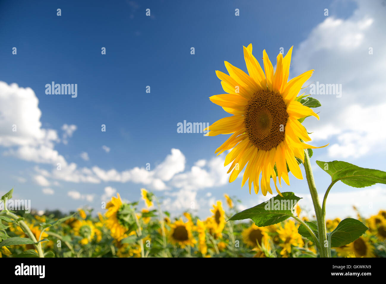 Tournesols qui poussent sur un champ agricole dans le soleil. Banque D'Images