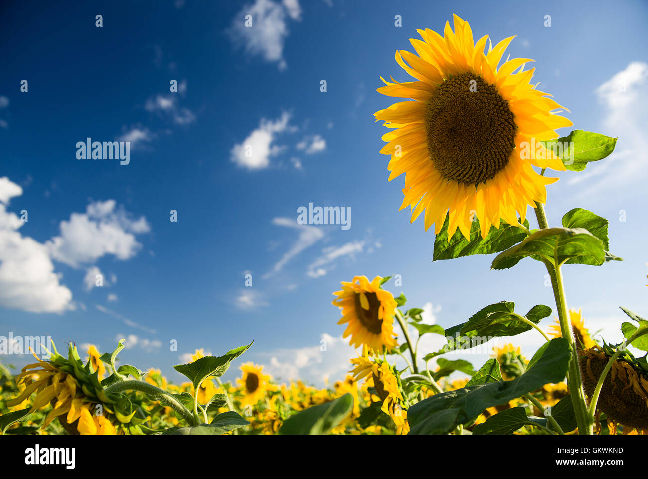 Tournesols qui poussent sur un champ agricole dans le soleil. Banque D'Images