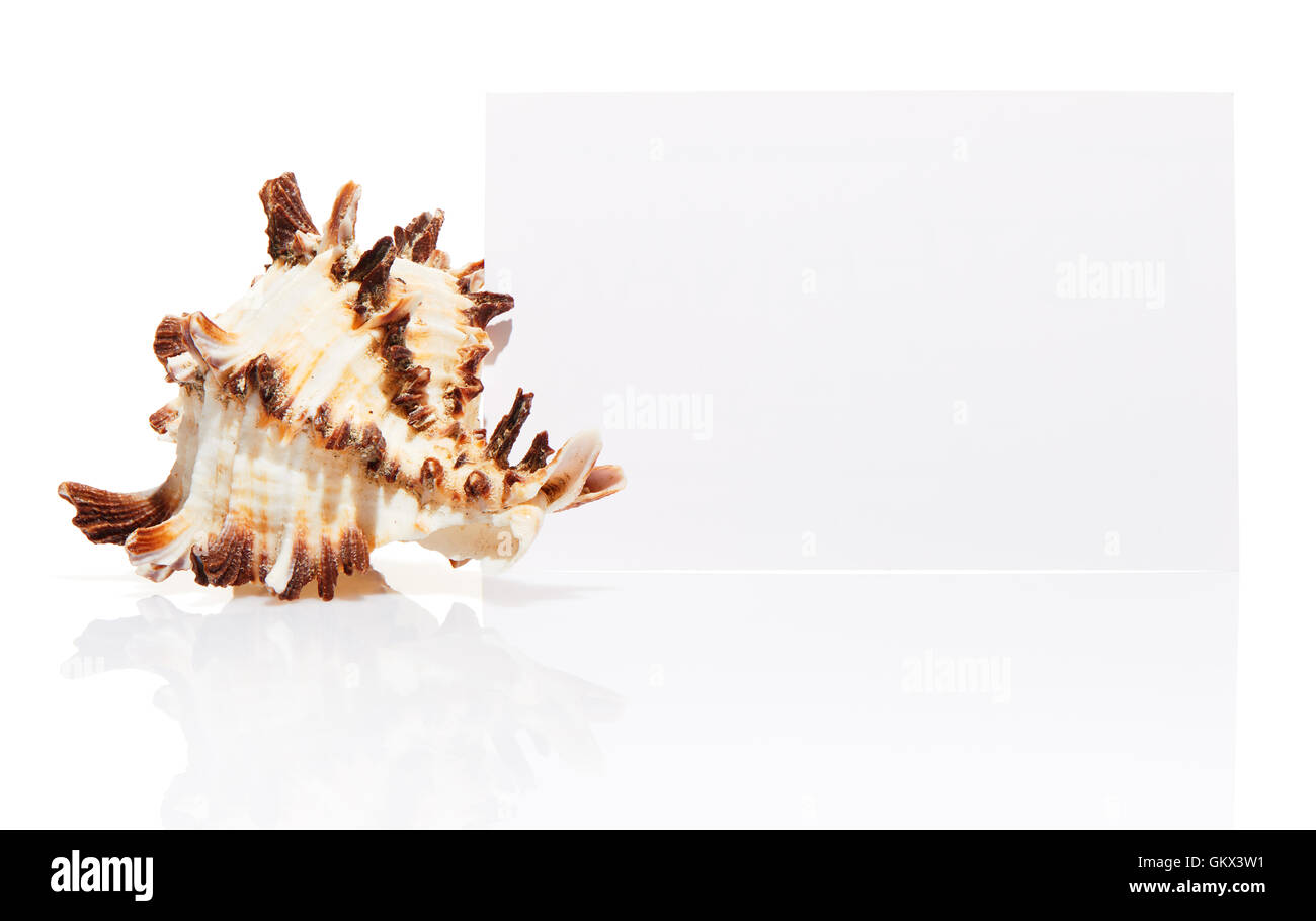 Carte de visite blanche avec sea shell isolé sur fond blanc Banque D'Images
