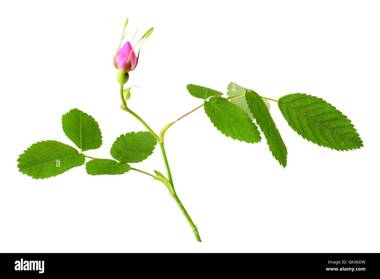 Dog rose avec feuille et bud Banque D'Images