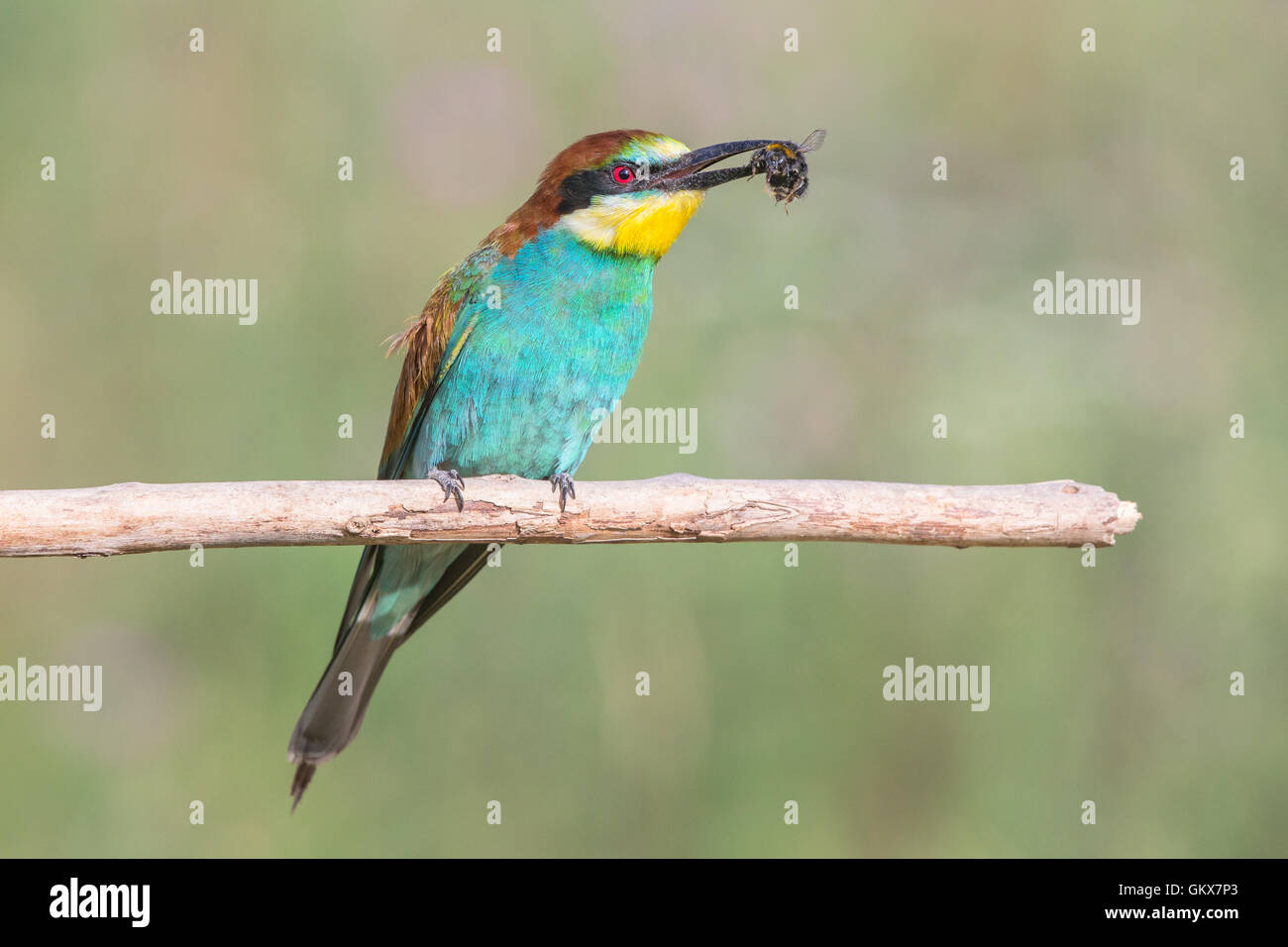 Guêpier d'Europe (Merops apiaster) maintenant une abeille Banque D'Images
