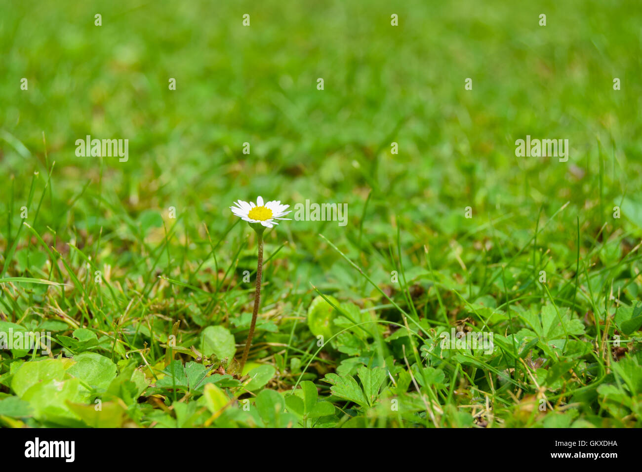 De plus en plus vers le haut dans la petite daisy de lumière jardin entouré d'herbe, gros plan Banque D'Images