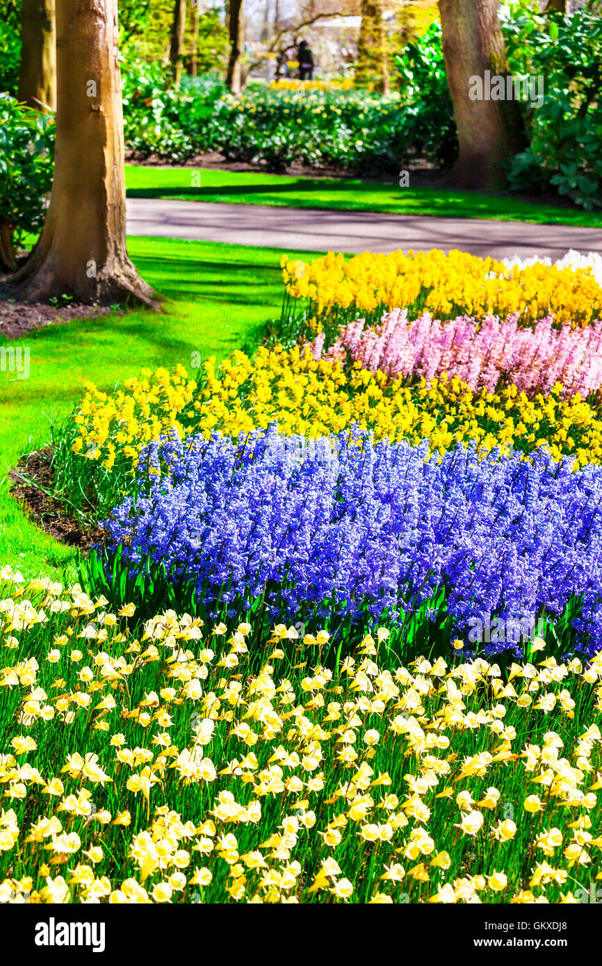 Magnifique parc floral Keukenhof, vue avec tulipes colorées, près de Lisse, Pays-Bas. Banque D'Images