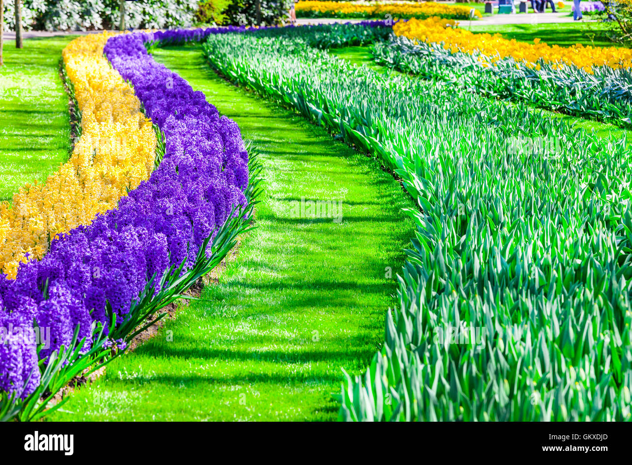 Parc floral de Keukenhof célèbre belle en Hollande Banque D'Images