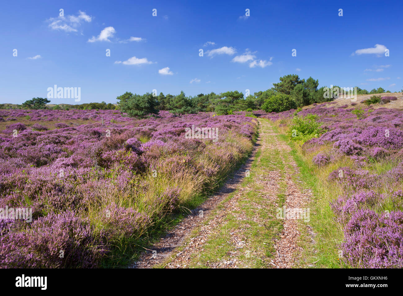 Un chemin à travers la bruyère en fleurs dans les dunes de Schoorl, aux Pays-Bas sur une journée ensoleillée. Banque D'Images