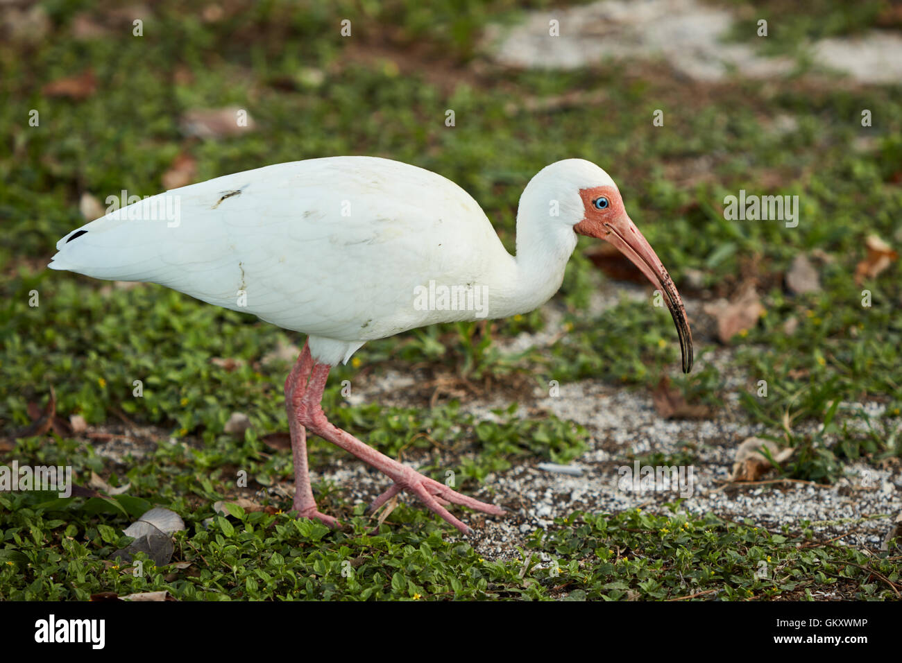 Ibis blanc américain Banque D'Images